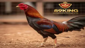 Xem Tướng Gà Chọi Chiến Kê - Bí Kíp Bất Bại Từ Chuyên Gia